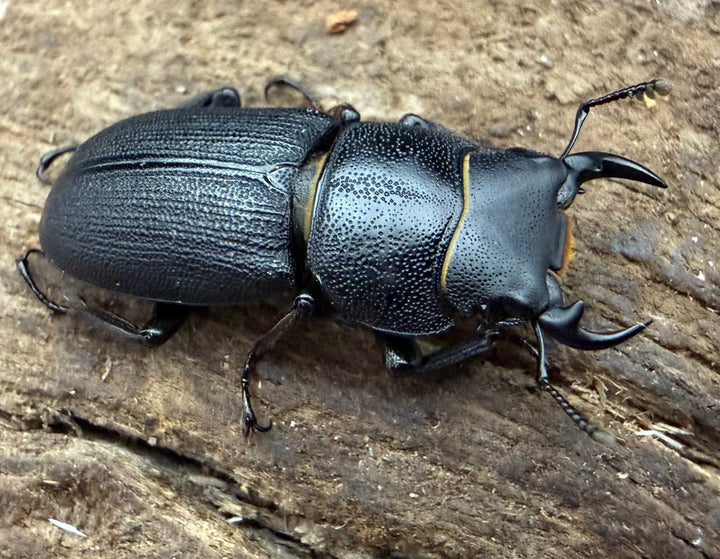 【WD】《ドルクス zhouchaoi（メンシウス ssp.） 21mm ペア》