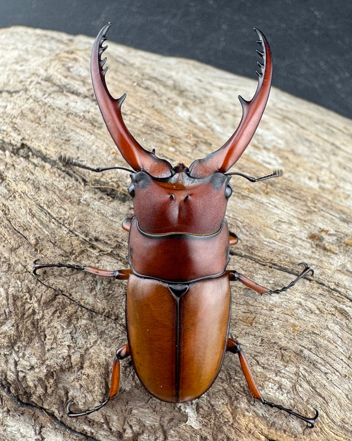 【WD】《アスタコイデス亜種fraternus ベトナム産 53mm ペア》