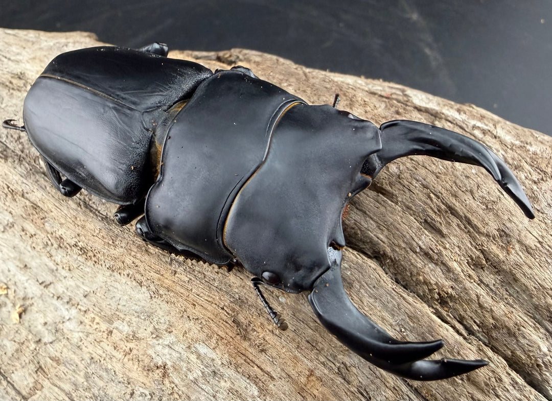 《オオクワガタ 能勢SR血統 81.5mm ペア》