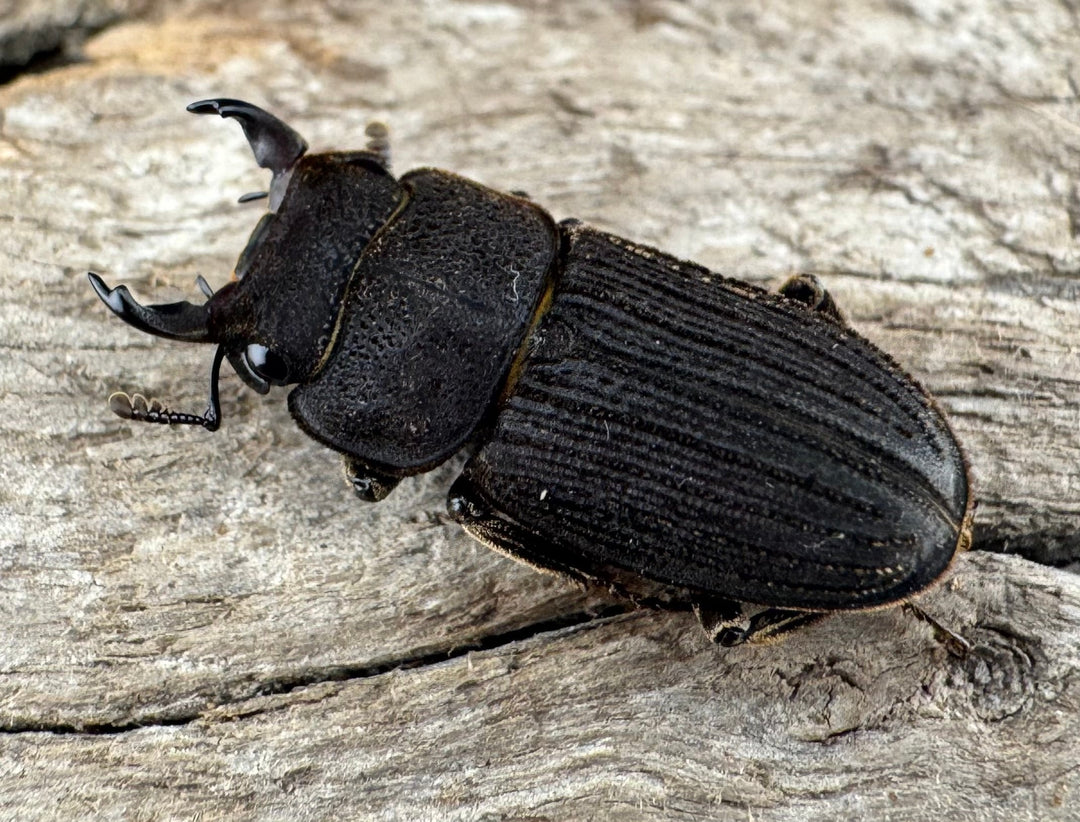 【F0】《ベルティヌスサビクワガタ 貴州省産 Free ペア》①