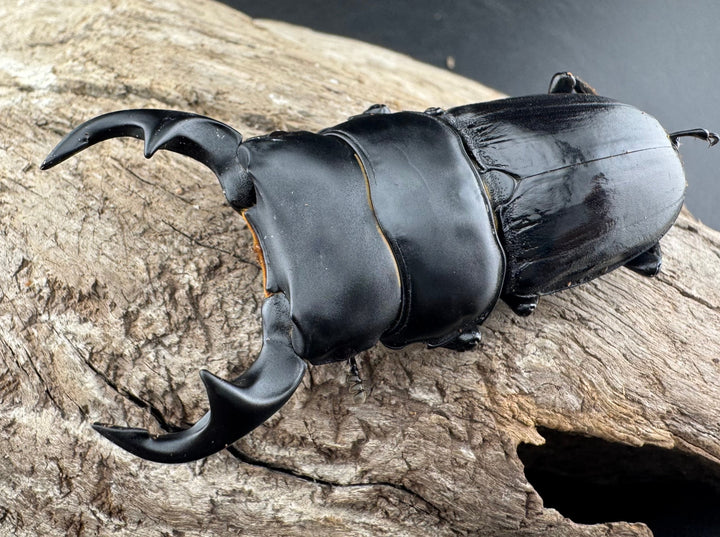 【WD】《ジャワパリーオオクワ 64mm ペア》