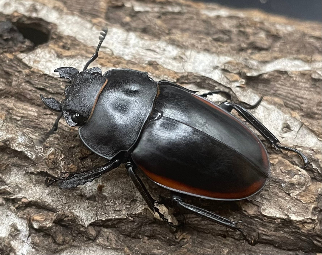 【WD】《クベラツヤクワガタ亜種sinensis ♀単》