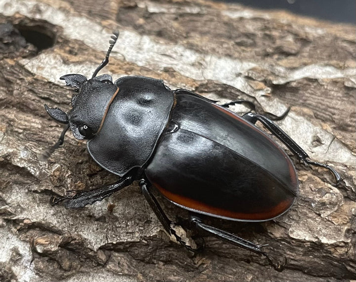 【WD】《クベラツヤクワガタ亜種sinensis ♀単》