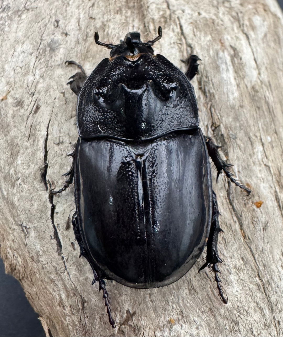 【WD】《オオツノメンガタカブト 南カリマンタン産 55mm A’品ペア》