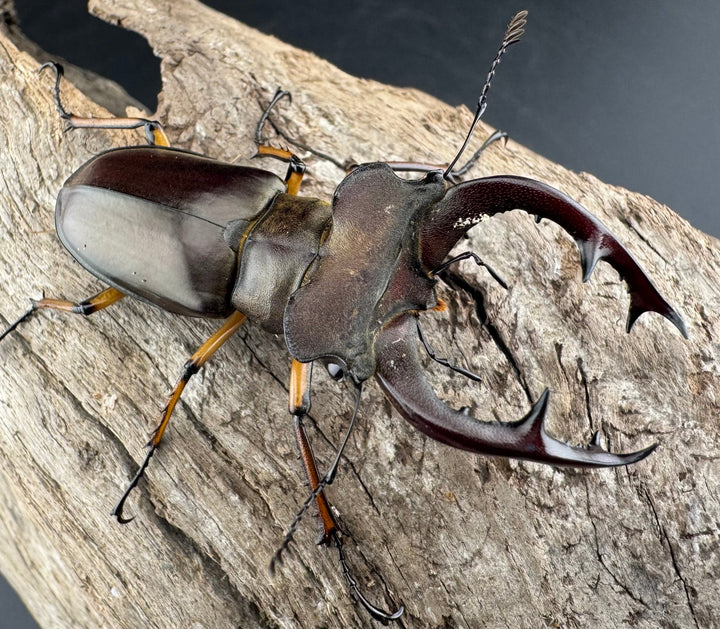 【WD】《フェアメイルミヤマ 雅安市産 55.5mm ペア》