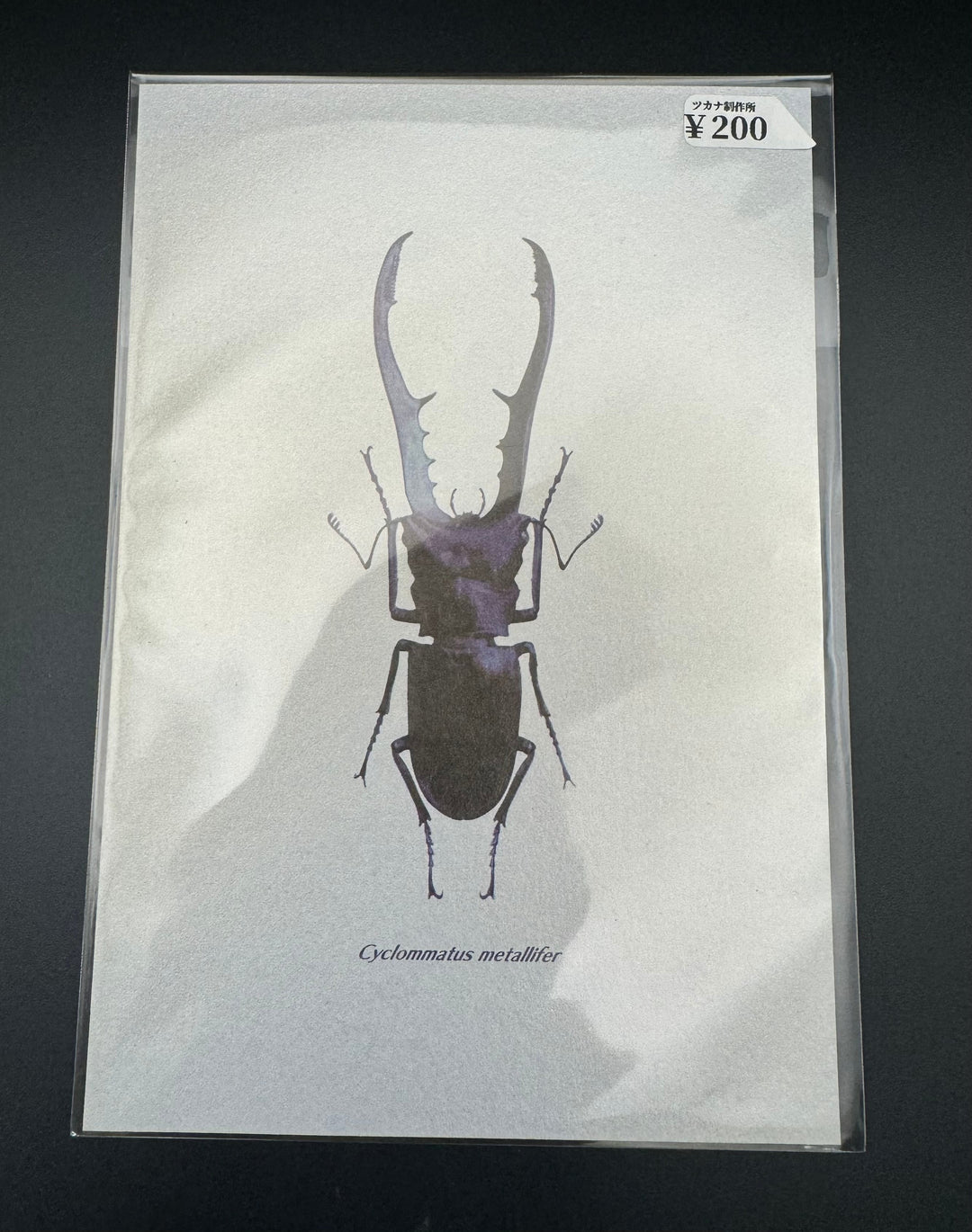 ポストカード 1枚入り（メタリフェルホソアカクワガタ）【※額無し】