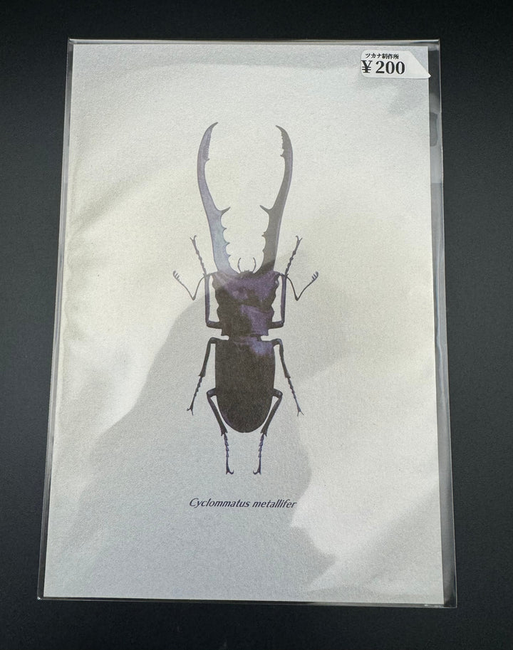 ポストカード 1枚入り（メタリフェルホソアカクワガタ）【※額無し】