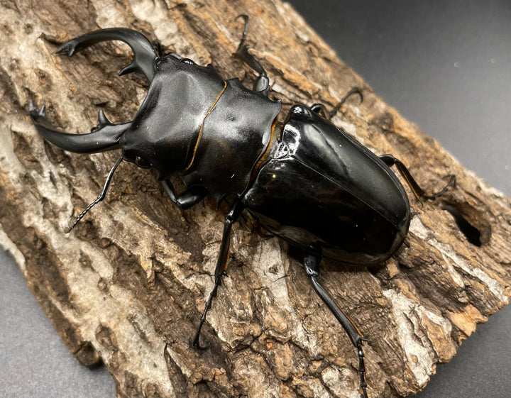 【WD】大型大歯《インターメディアツヤクワガタ 90mmUP ペア》