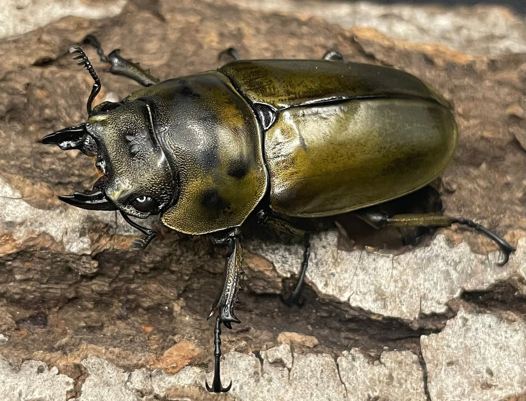 《ババオウゴンオニクワガタ 74.6mm ペア》