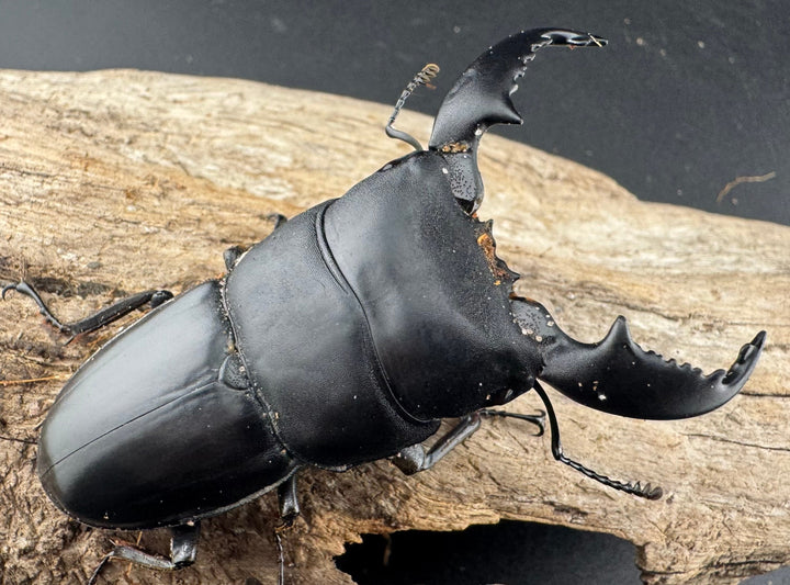 【WD】《スマトラオオヒラタ アチェ産 72mm ペア》