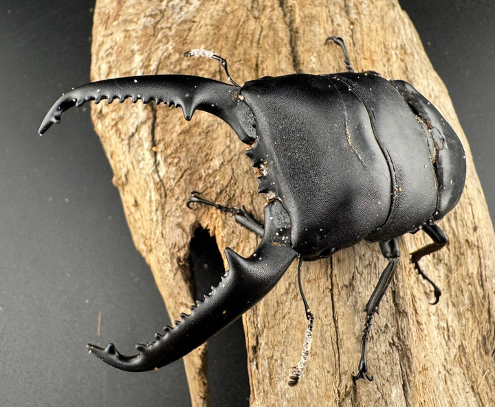 【WD】《パラワンオオヒラタ ガントン産 98mm ペア》