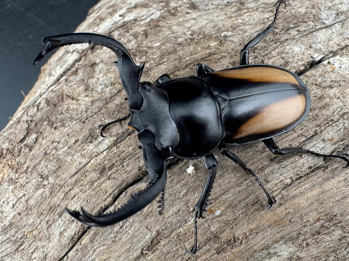 【WD】《ボイレアウシカ 50mm ペア》