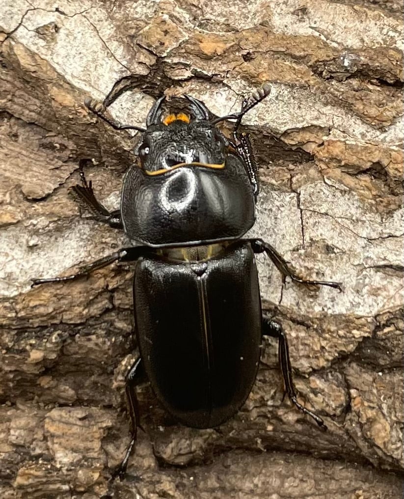 【WD】《グラキリスノコギリヒラタクワガタ  ♀単》※B品♂おまけ