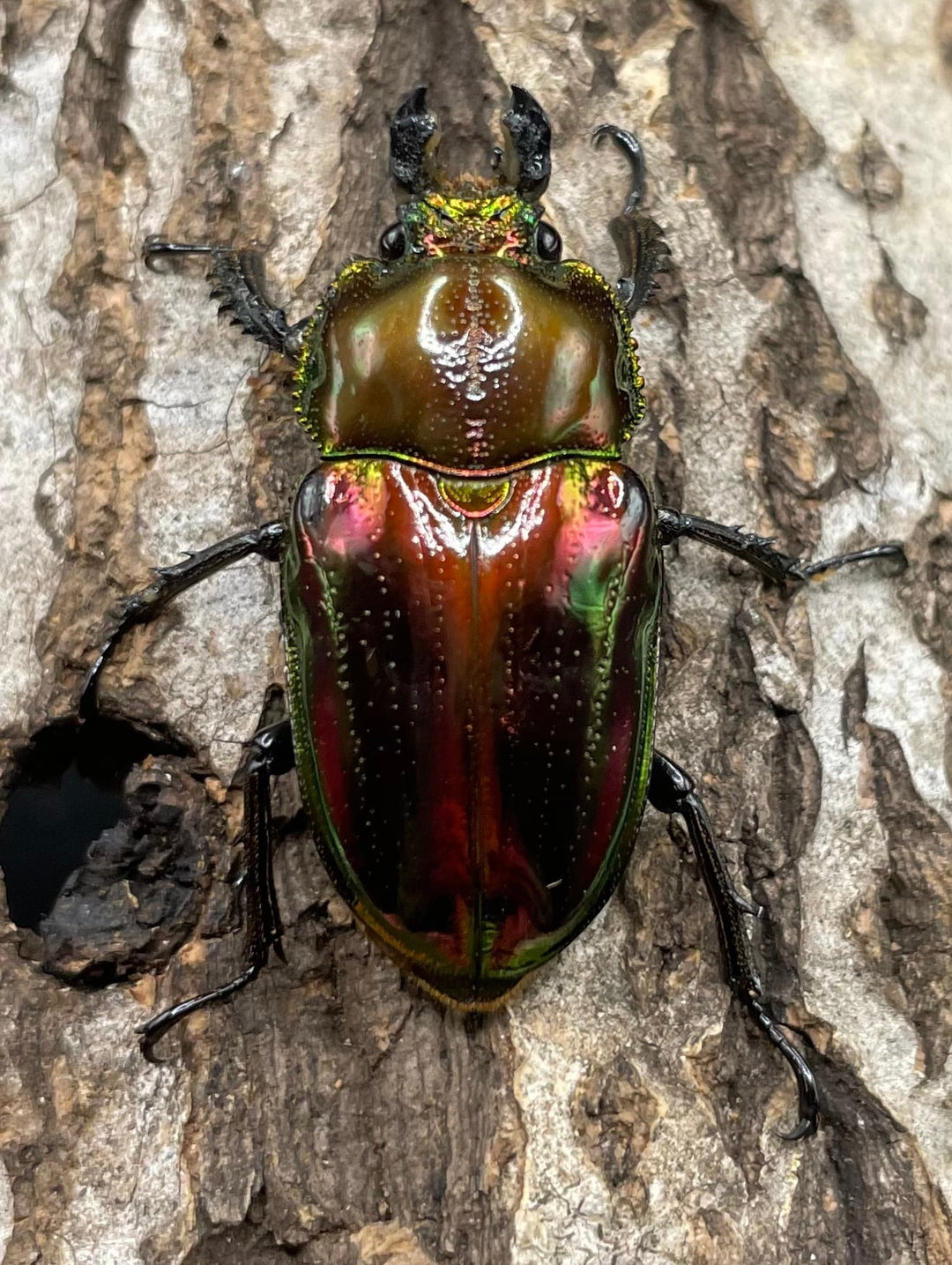 《ニジイロクワガタ 52mm ペア》