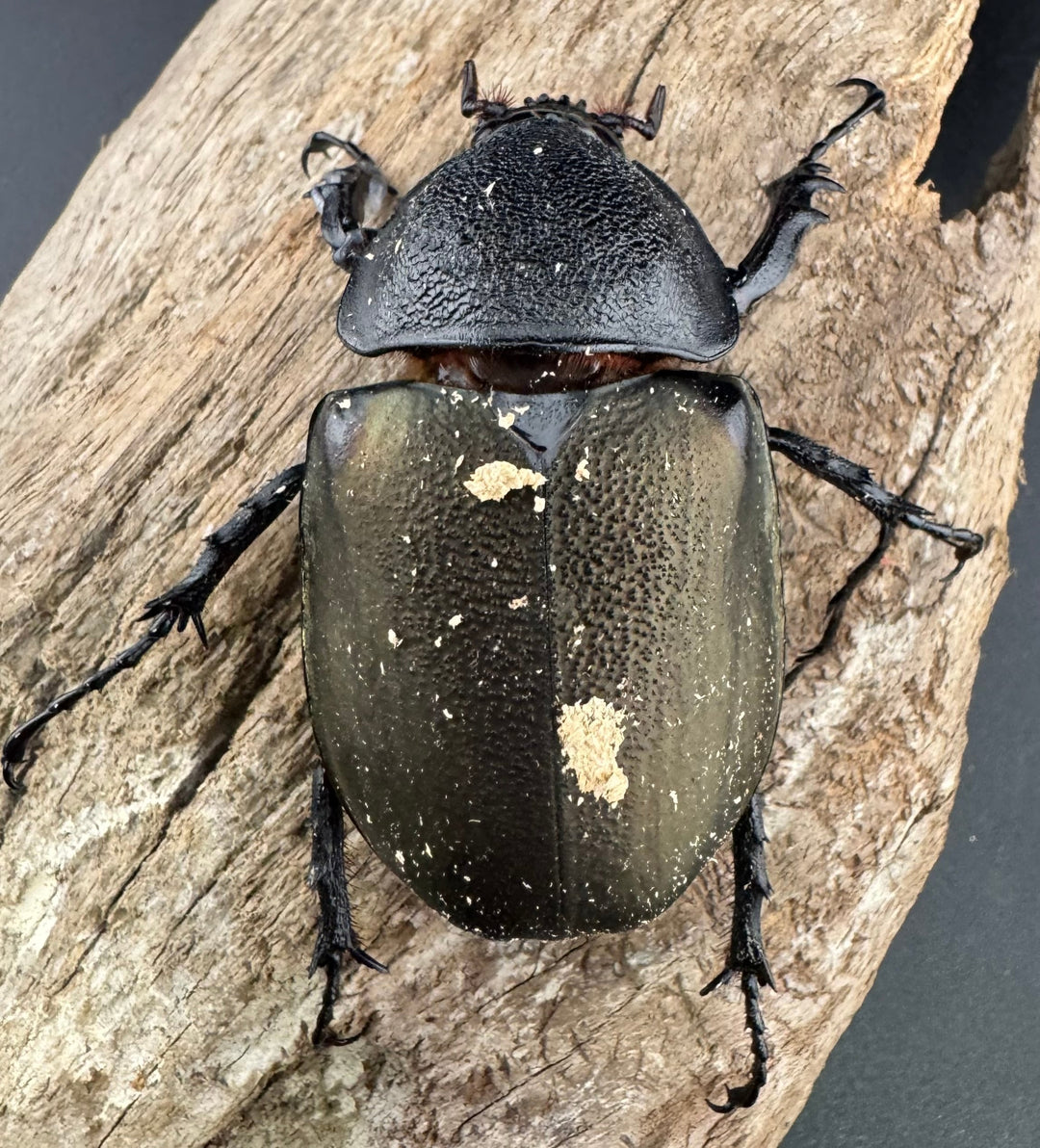 【WD】《アトラスオオカブト亜種マンテツ ラオス産 88mm ペア》