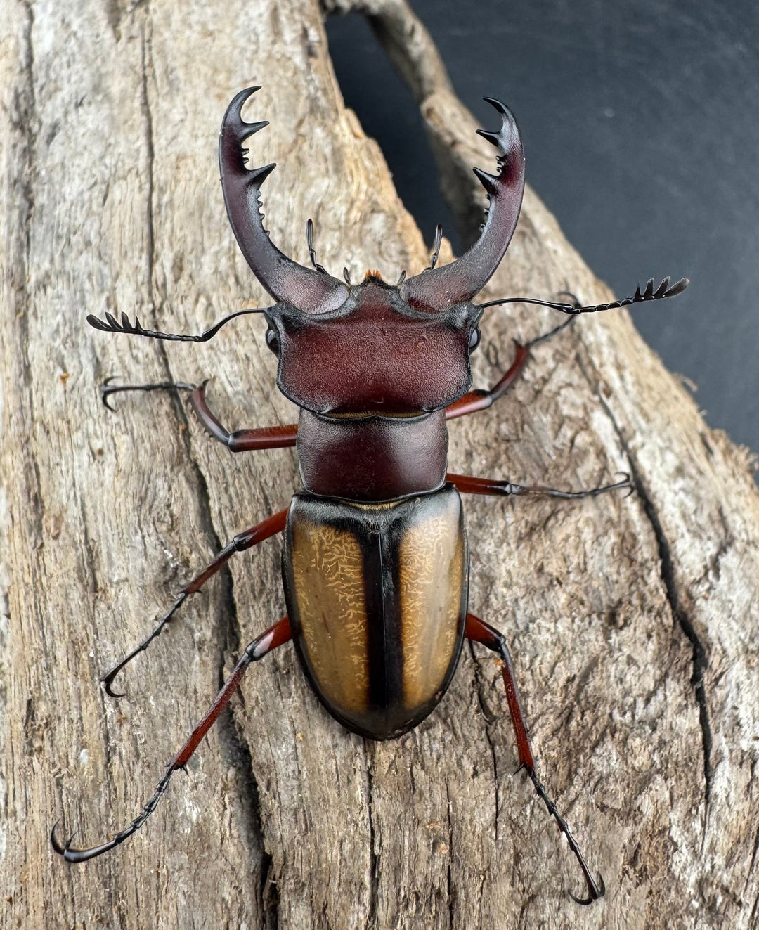 【WD】《ラエトゥスミヤマクワガタ 43mm ペア》