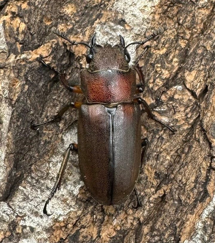 【WD】《トゥルンカートスホソアカ ♀単》