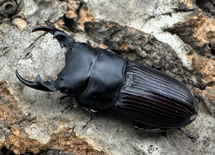 【F0】《カントンネブト Free ペア》