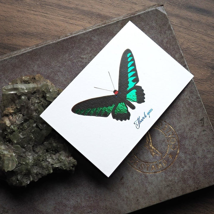 Thank you カード 5枚入り（アカエリトリバネアゲハ）