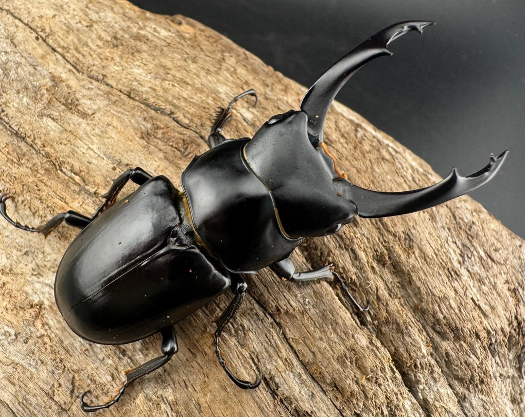 【WD】《ブラナウンコクワ  維西リス族産 58mm ペア》