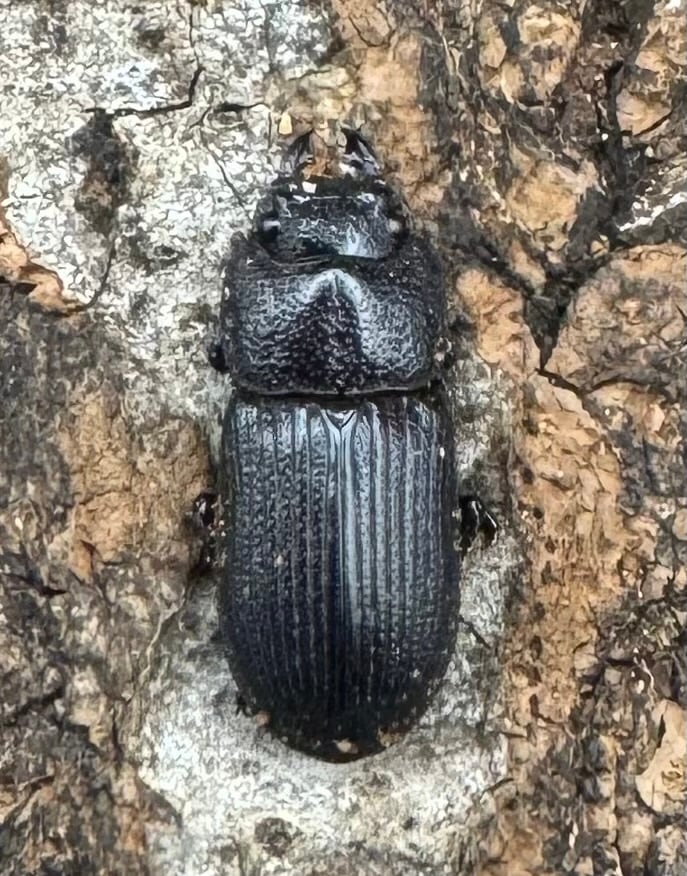 【WD】《ラエビコリスネブト A’品ペア》