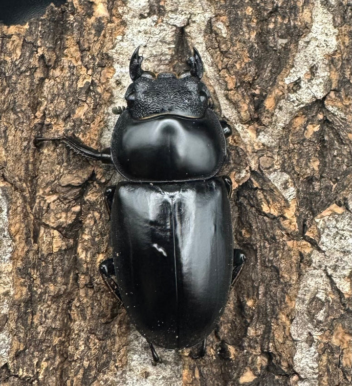 《インドアンタエウスオオクワ 74mm ペア》