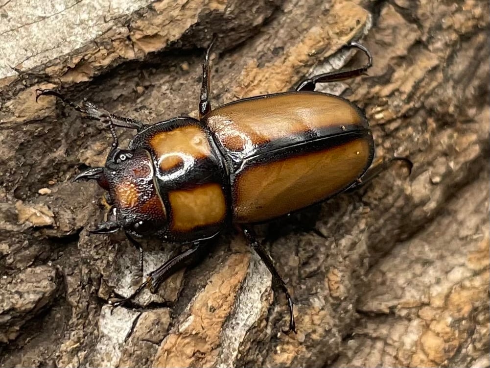 【WD】《スツラリスノコギリクワガタ 40mm ♂♀♀トリオ》