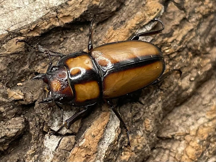 【WD】《スツラリスノコギリクワガタ 40mm ♂♀♀トリオ》