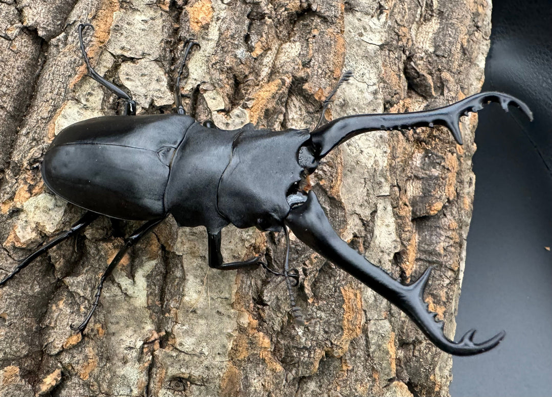 【WD】《ギラファノコギリ亜種ケイスケ 100mm ペア》