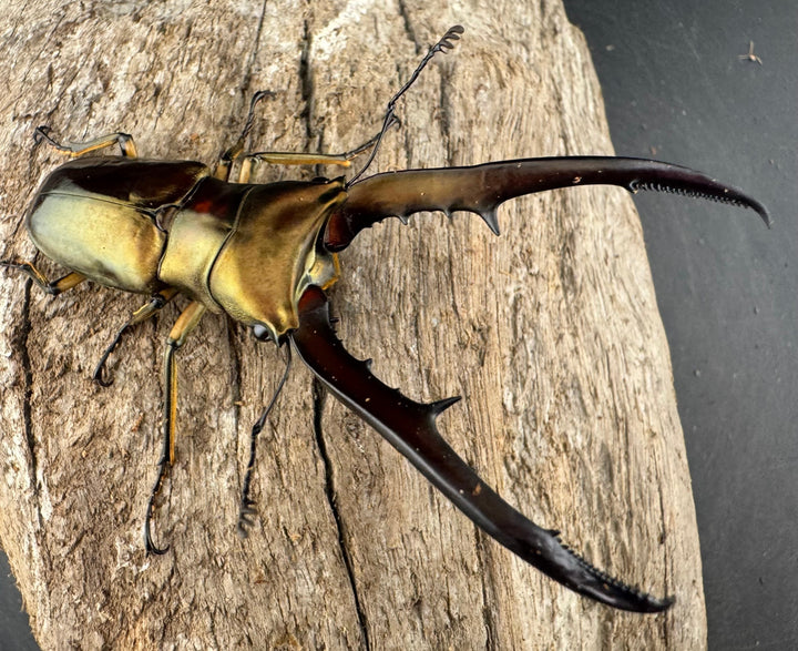 《メタリフェルホソアカ亜種サンギレンシス 72mm ペア》