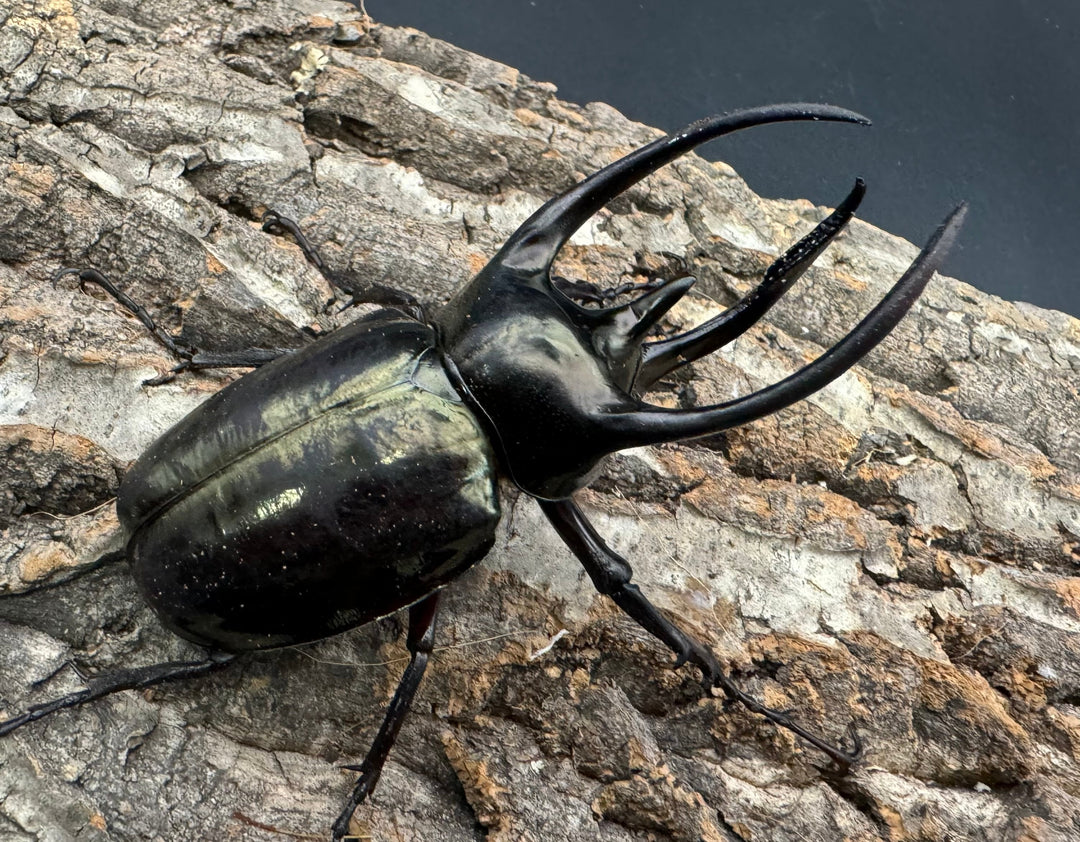 【WD】《ミンダナオアトラスオオカブト 91mm ペア》