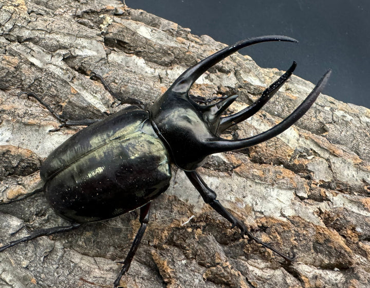 【WD】《ミンダナオアトラスオオカブト 91mm ペア》