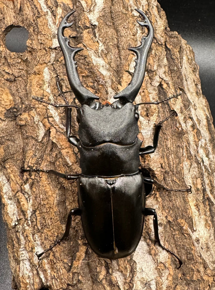 【WD】《ギラファノコギリ亜種ボロブドゥール 92mm ペア》