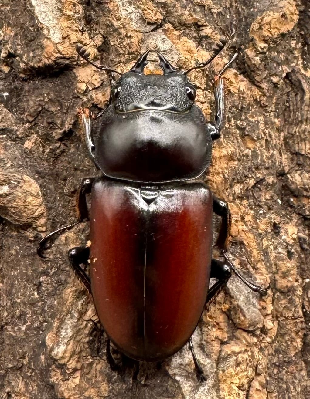 【WD】《チベット産 ドンキエルコクワ原名亜種 51mm ペア》