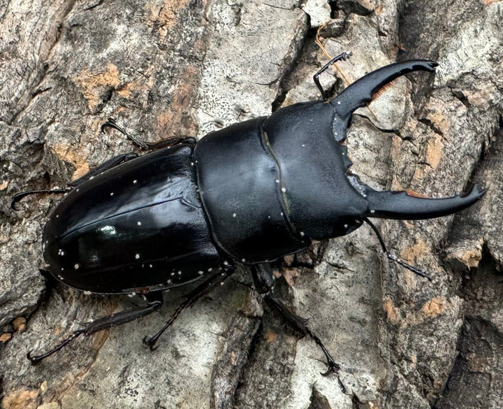 特別特価!!【WD】《タウルスヒラタ ジャワ亜種 ペア》