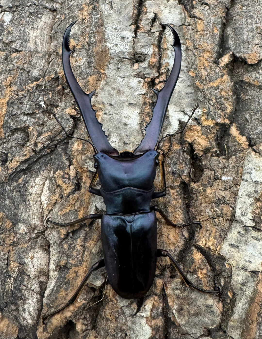 【美麗】即ブリ《メタリフェルホソアカ 75mm ペア》わたくわ氏ブリード個体