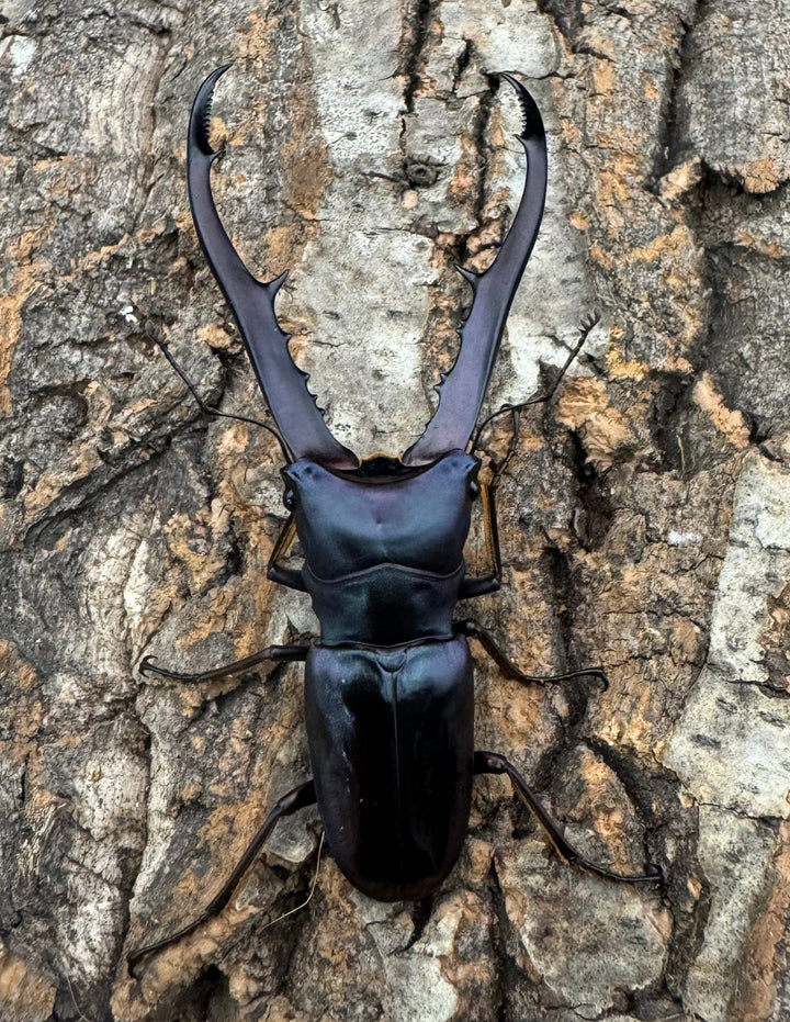 【美麗】即ブリ《メタリフェルホソアカ 75mm ペア》わたくわ氏ブリード個体