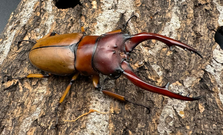 【WD】《アスタコイデスノコギリ 西ジャワ産 66.5mm ペア》