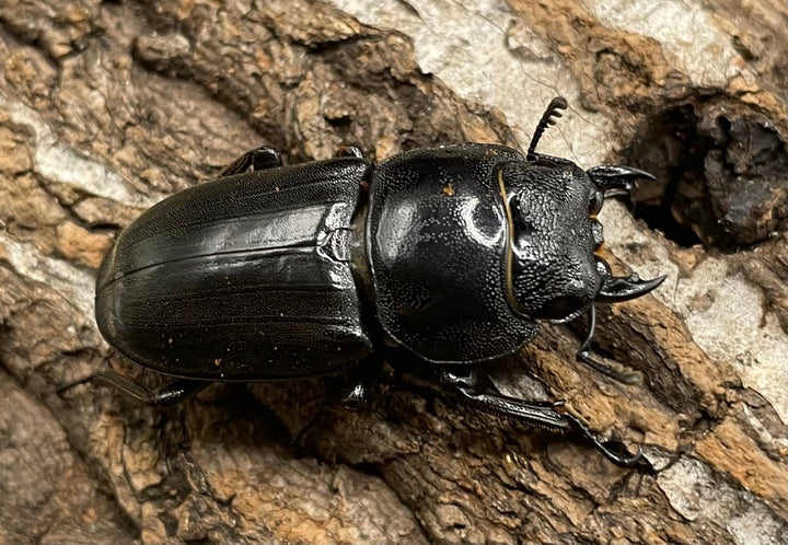 【WD】大型《カマリネスヒラタ 97mm ペア》