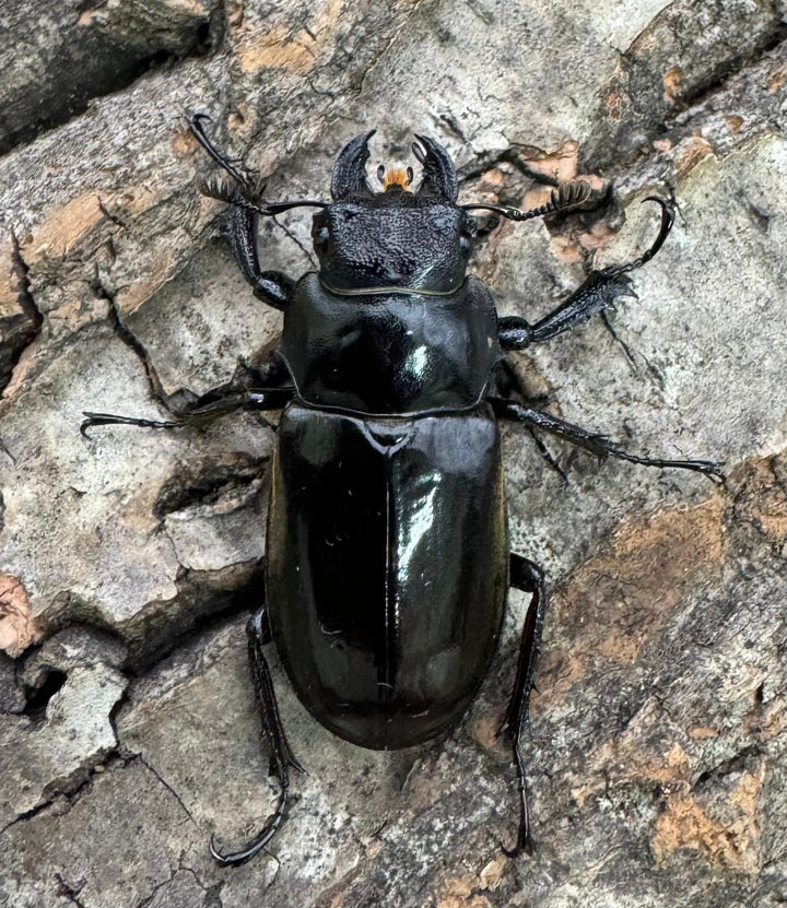 【WD】《チェンミヤマ シガツェ産 72.5mm A'品ペア》