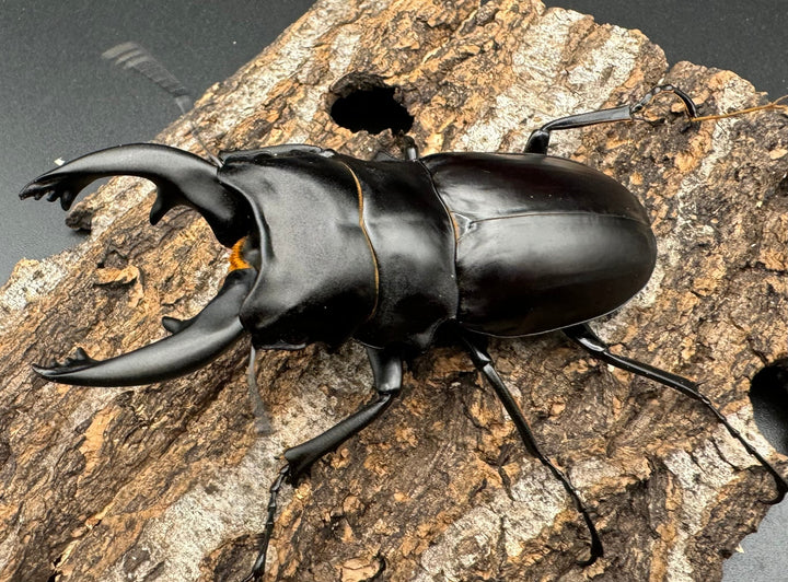 【WD】《アルケスツヤクワガタ 85mm ペア》