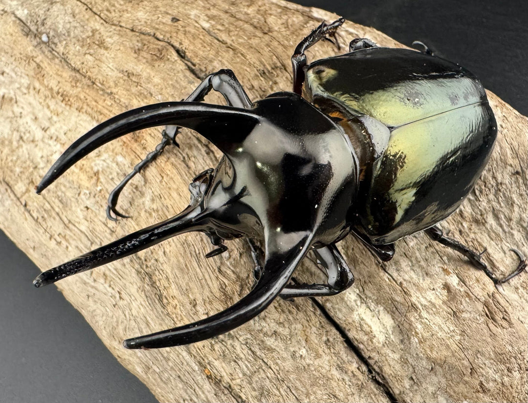 【WD】《アトラスオオカブト亜種マンテツ ラオス産 80mm ペア》