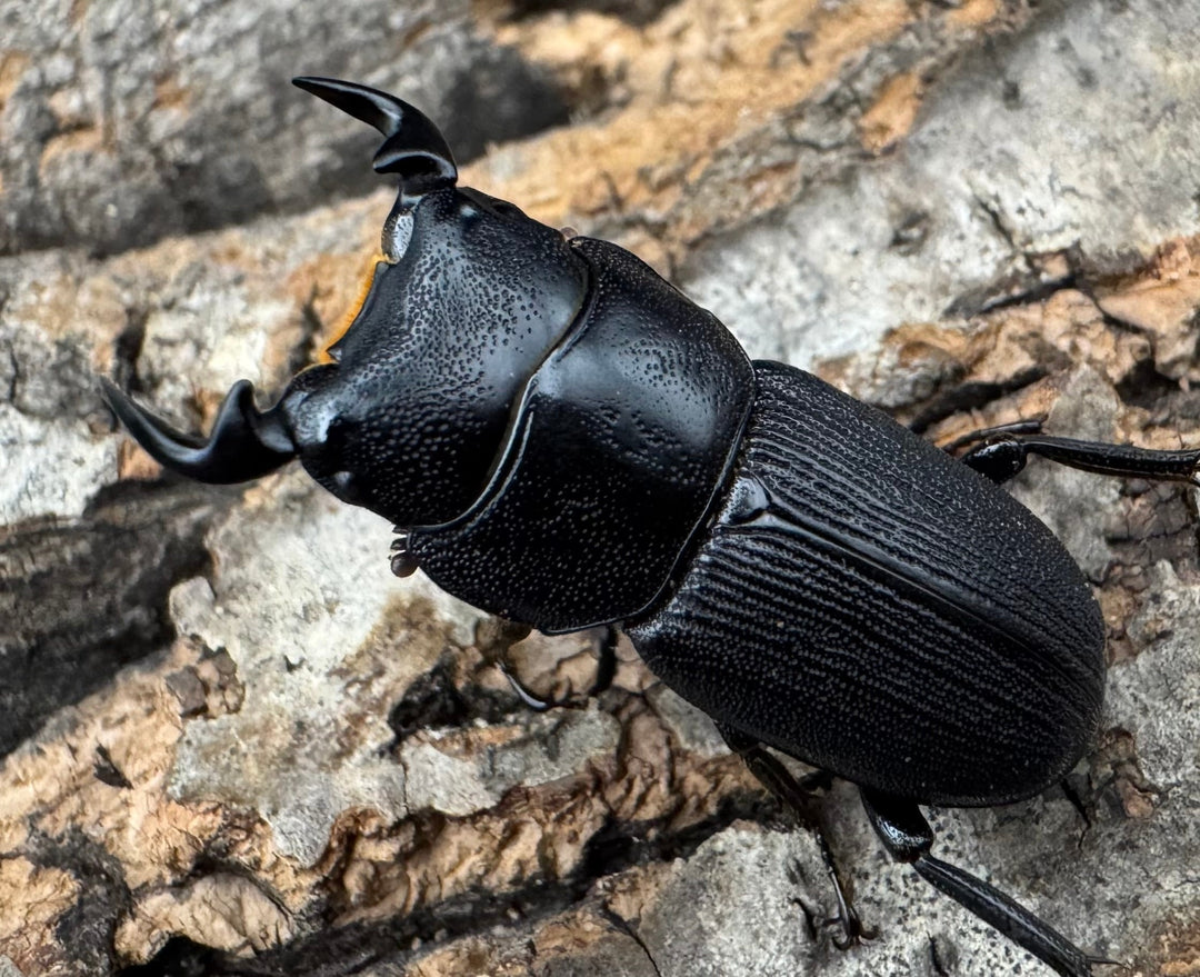 【WD】《ドルクスリンビン 27mm ♂♀♀トリオ》