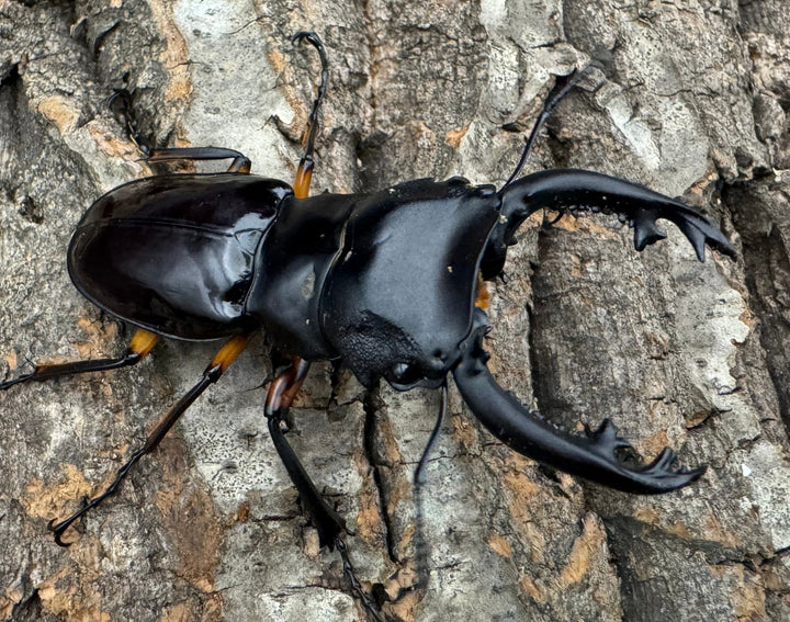 【WD】《インペリアリスツヤ亜種komorii 66mm A’品ペア》