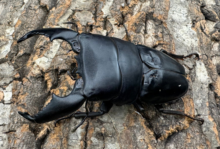 《スマトラオオヒラタ 93mm ♂♀♀トリオB品》