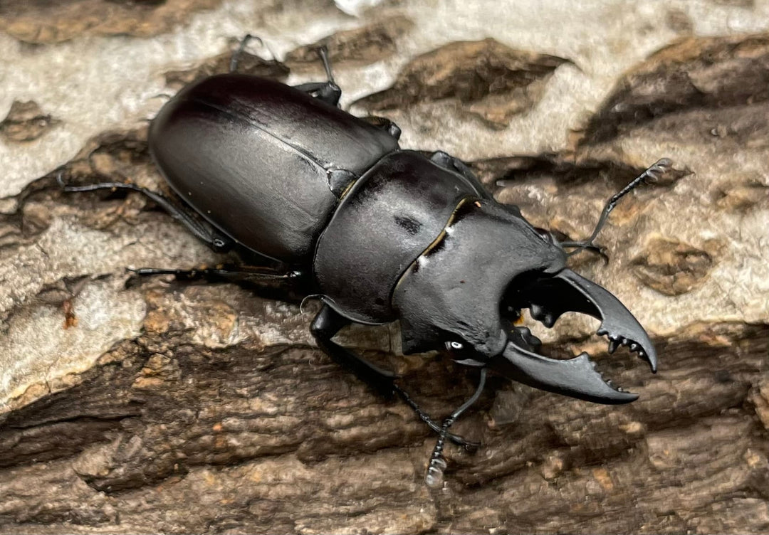 【WD】《オーエンノコギリクワガタ中国亜種melli 36.4mm ♂♀B品♀トリオ》