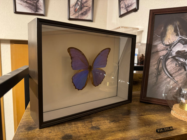 シーラケース標本箱 標準カラー