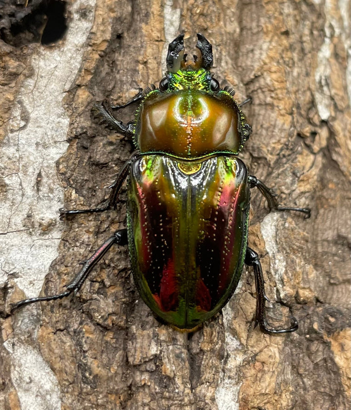 《ニジイロクワガタ 50mm ペア》