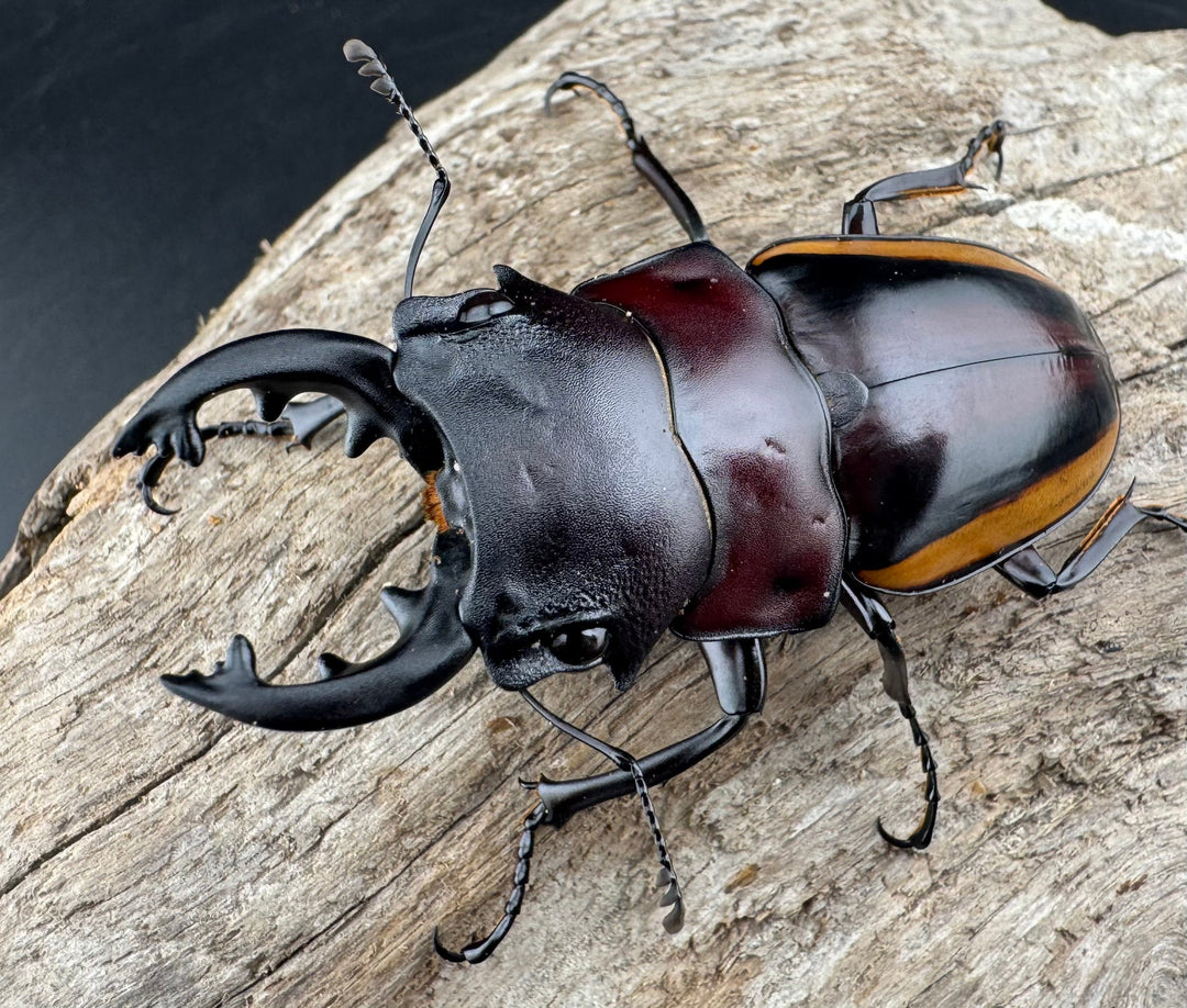 【WD】《スチーブンスツヤ亜種duivenbodei 中歯 65mm ペア》