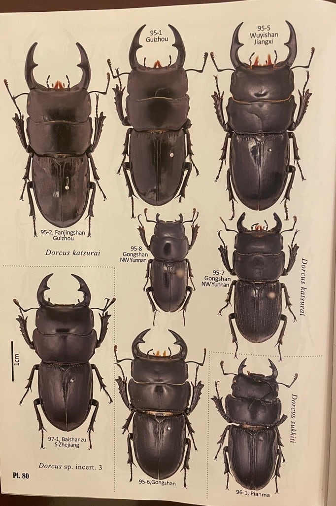 【F0】《ドルクス カツラ 25mm ペア》